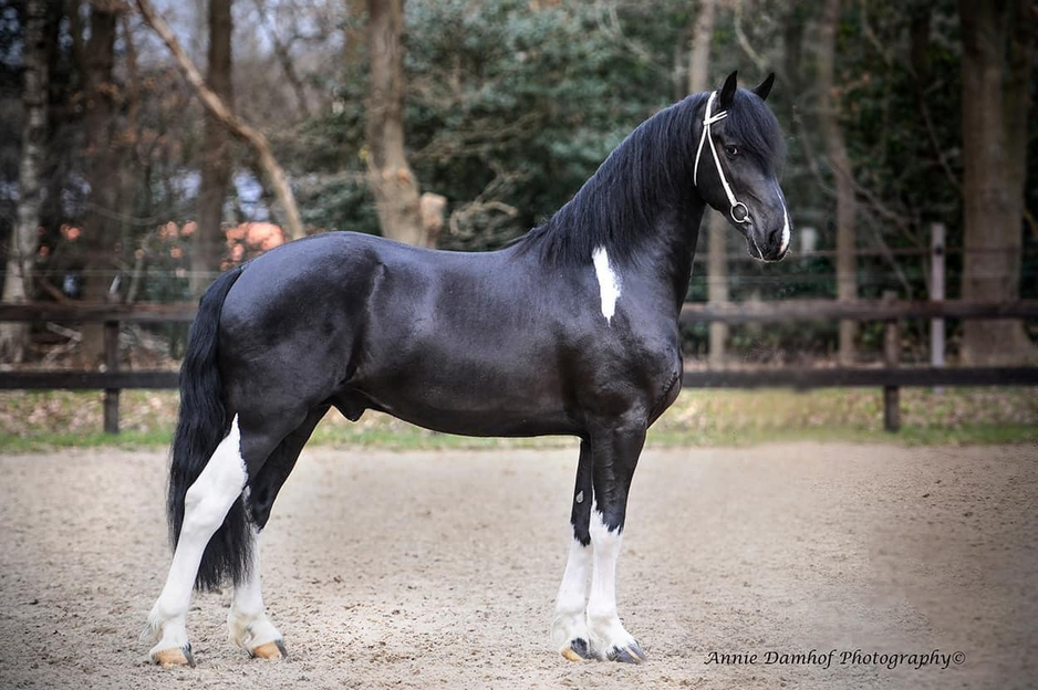 2021 NL Ivano