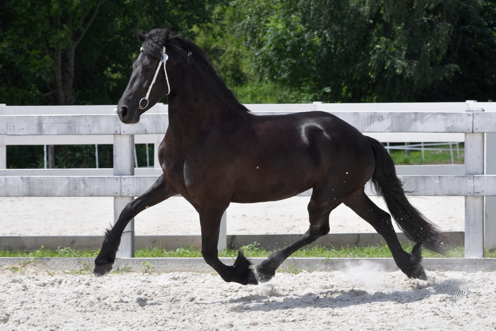 Fleva Desiree CHD