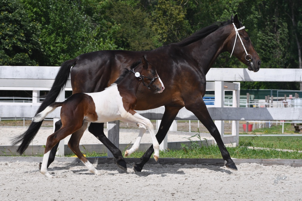 L Daiquiry