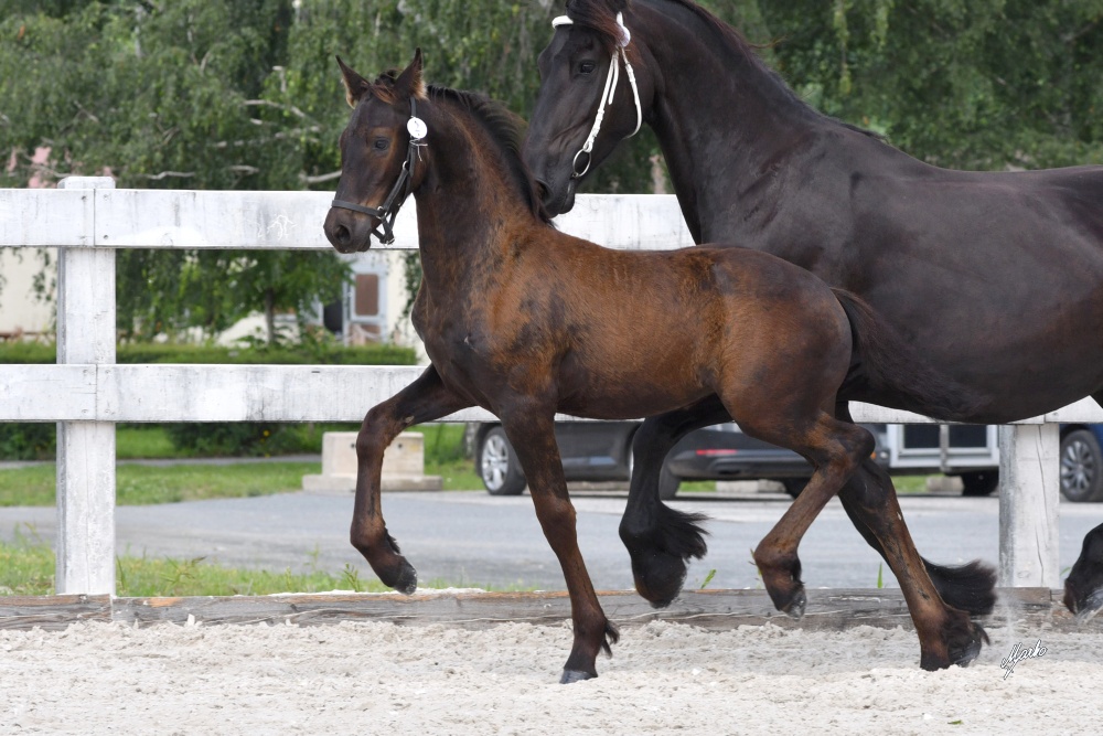 Lovely Lilien van Deamond